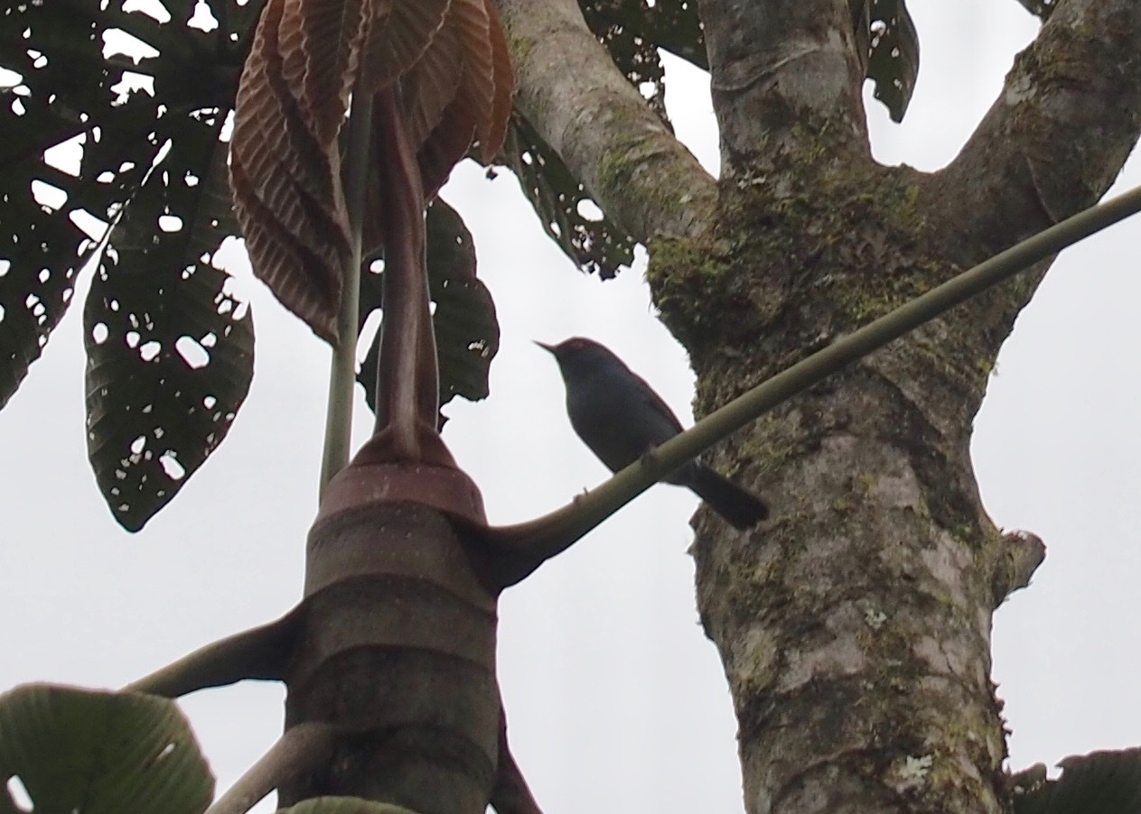 Golden-eyed Flowerpiercer (Diglossa glauca), photo 10