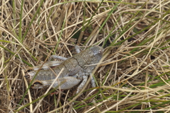 Brachaspis collinus