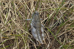 Brachaspis collinus