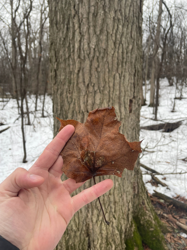 Acer nigrum