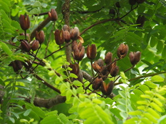 Chloroxylon swietenia