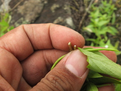 Catharanthus pusillus