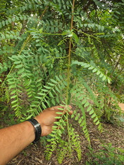Chloroxylon swietenia