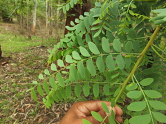 Chloroxylon swietenia