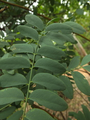 Chloroxylon swietenia