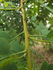 Chloroxylon swietenia