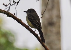 Myiarchus cephalotes