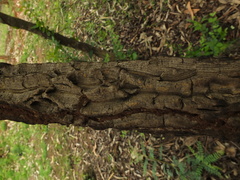 Chloroxylon swietenia