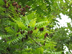 Chloroxylon swietenia