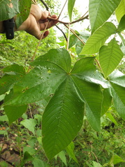 Cochlospermum religiosum