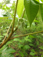 Cochlospermum religiosum