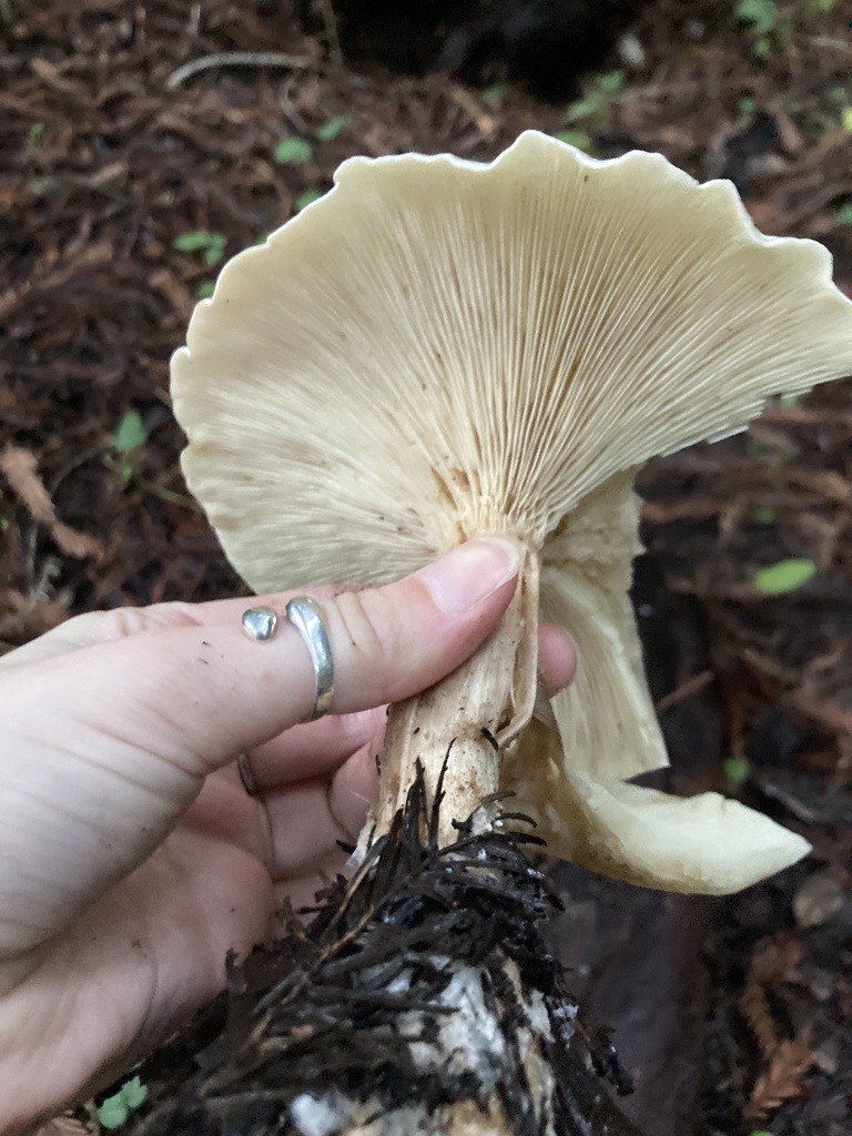 Leucopaxillus albissimus · January 2026 · photo: © scheim (iNaturalist, cc-by-nc)