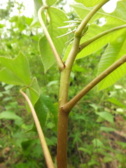 Cochlospermum religiosum