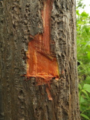 Cochlospermum religiosum