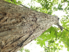 Cochlospermum religiosum