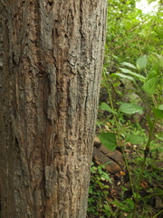 Cochlospermum religiosum