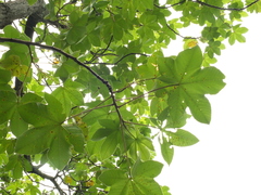 Cochlospermum religiosum