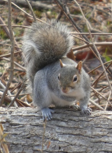 Eastern Gray Squirrel