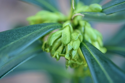 Daphne laureola