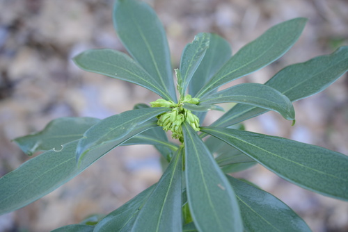 Daphne laureola