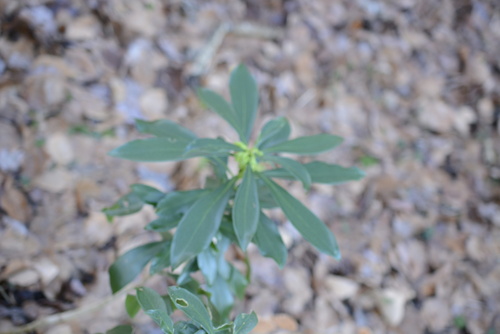 Daphne laureola
