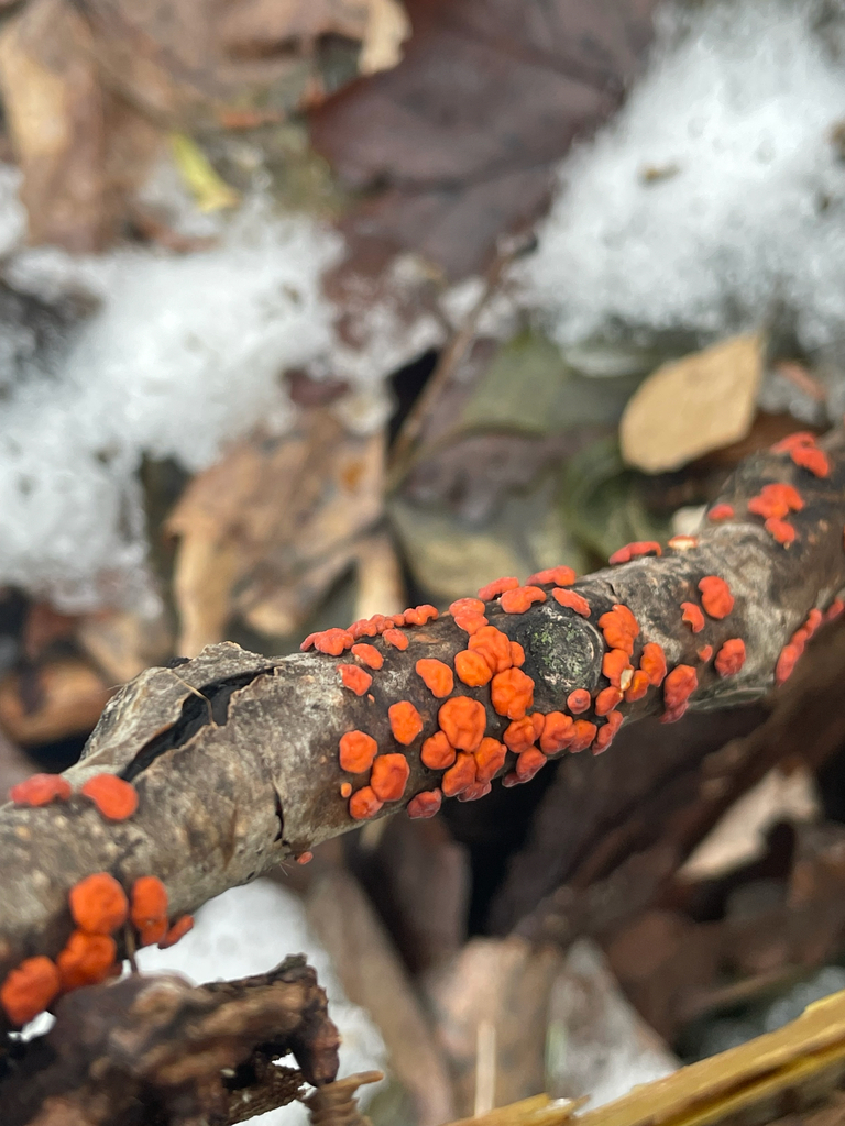 Peniophora rufa · January 2026 · photo: © sam10turner (iNaturalist, cc-by)