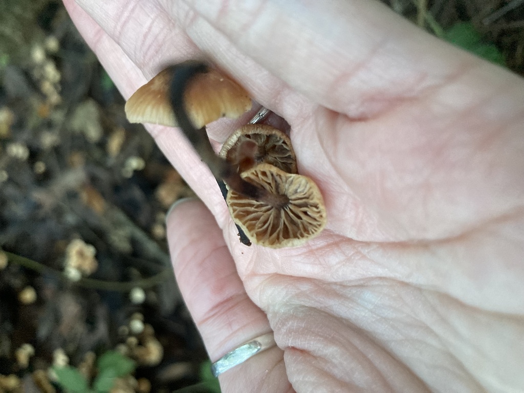 Gymnopus brassicolens · January 2026 · photo: © scheim (iNaturalist, cc-by-nc)