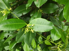 Cryptolepis buchananii
