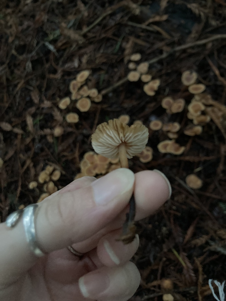 Gymnopus brassicolens · January 2026 · photo: © scheim (iNaturalist, cc-by-nc)