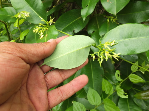 Image of Cryptolepis buchananii by (c) Siddarth Machado, some rights reserved (CC BY)
