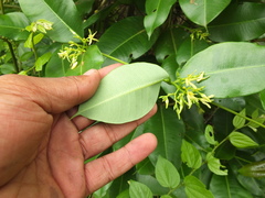 Cryptolepis buchananii