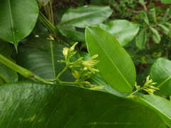 Cryptolepis buchananii