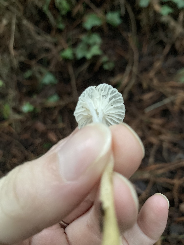 Marasmius calhouniae