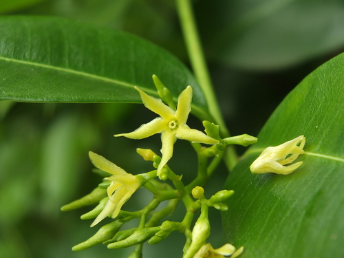 Image of Cryptolepis buchananii by (c) Siddarth Machado, some rights reserved (CC BY)