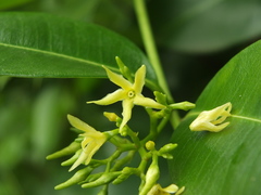 Cryptolepis buchananii