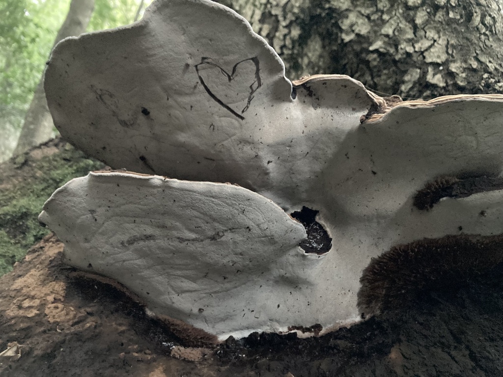 Ganoderma brownii · January 2026 · photo: © scheim (iNaturalist, cc-by-nc)