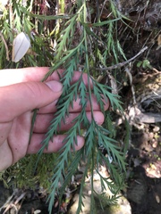 Asplenium haurakiense