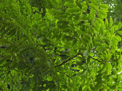 Dalbergia lanceolaria