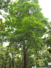 Dalbergia lanceolaria