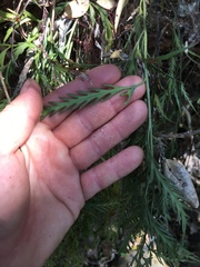 Asplenium haurakiense
