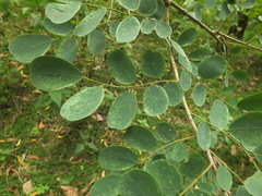 Dalbergia lanceolaria paniculata