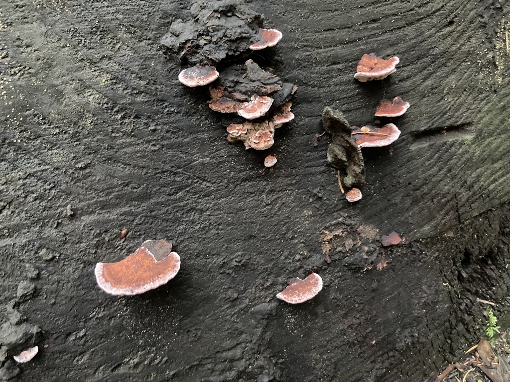 Fomitopsis cajanderi · January 2026 · photo: © scheim (iNaturalist, cc-by-nc)