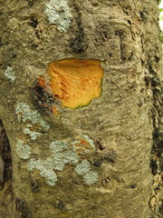 Dalbergia lanceolaria paniculata