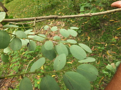 Dalbergia lanceolaria paniculata