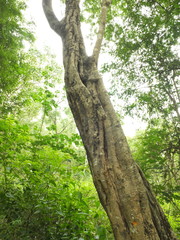 Dalbergia lanceolaria paniculata