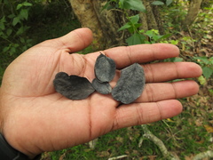 Dalbergia lanceolaria paniculata