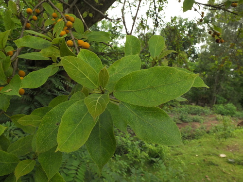 Image of Ficus exasperata by (c) Siddarth Machado, some rights reserved (CC BY)