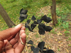 Dalbergia lanceolaria paniculata