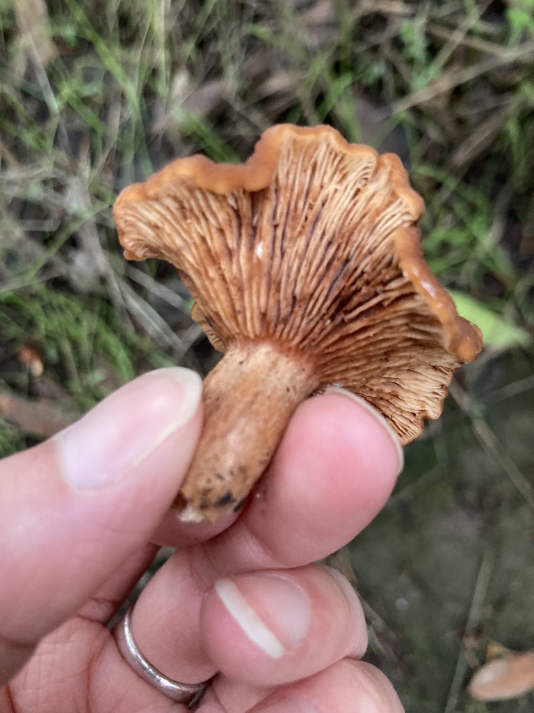 Lactarius rubidus · January 2026 · photo: © scheim (iNaturalist, cc-by-nc)
