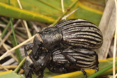 Lyperobius clarkei